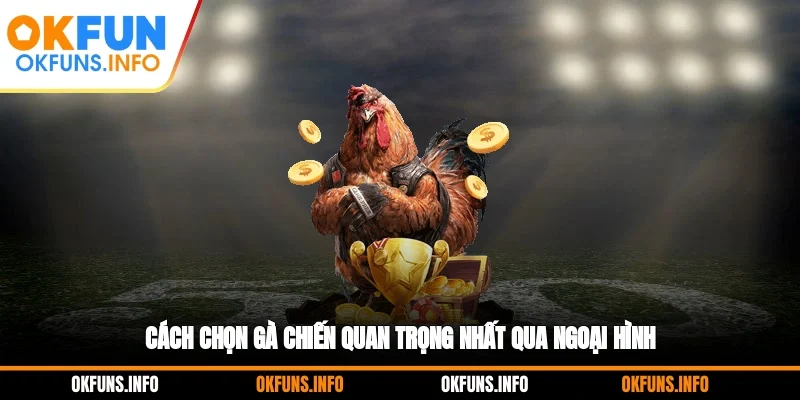 Cách chọn gà chiến quan trọng nhất qua ngoại hình